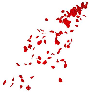 Koyu kırmızı gül yaprakları çok mesafe içine sinek