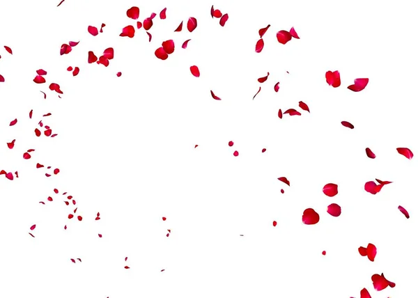 먼 거리에 어두운 붉은 장미 파리의 꽃잎 — 스톡 사진
