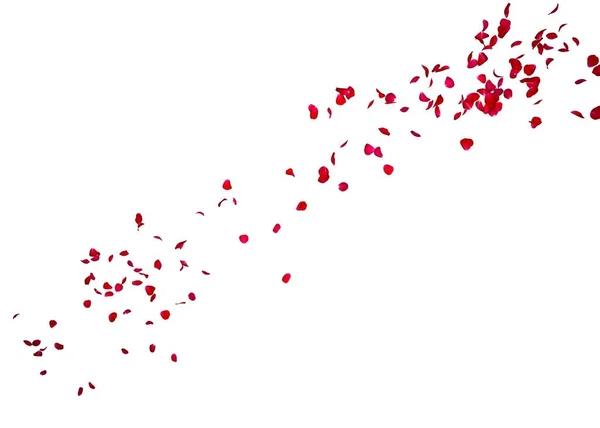 Лепестки темно-красной розы летят вдаль — стоковое фото