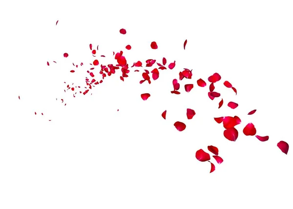 一朵深红色的玫瑰花瓣飞向远方 — 图库照片