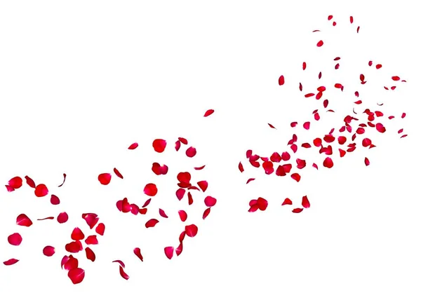 Kronblad av en mörkröd ros flyga långt i fjärran — Stockfoto