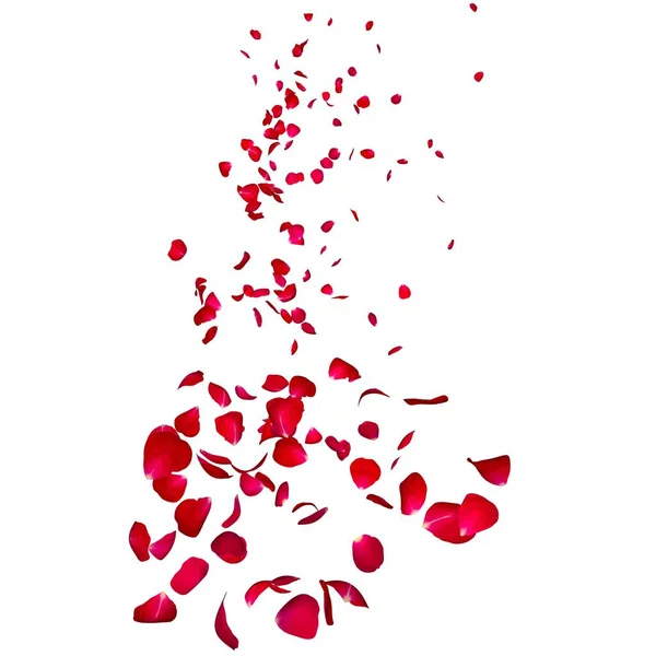 As pétalas de uma rosa vermelha escura voam muito para a distância — Fotografia de Stock