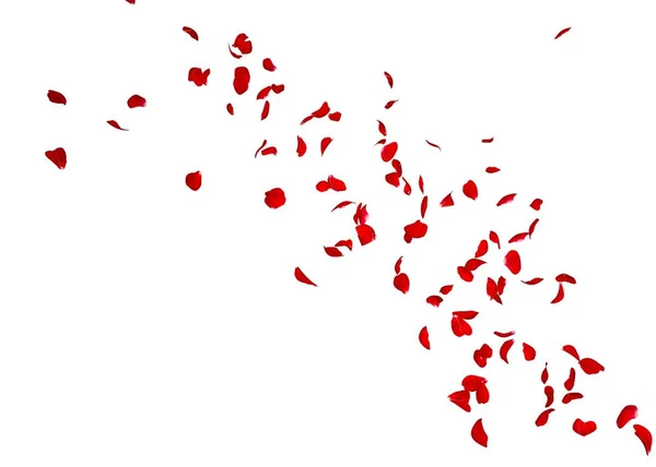 De bloemblaadjes van een donkere rode roos vliegen ver in de verte — Stockfoto