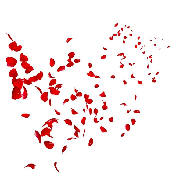 Los pétalos de una rosa roja oscura vuelan lejos en la distancia —  Fotos de Stock