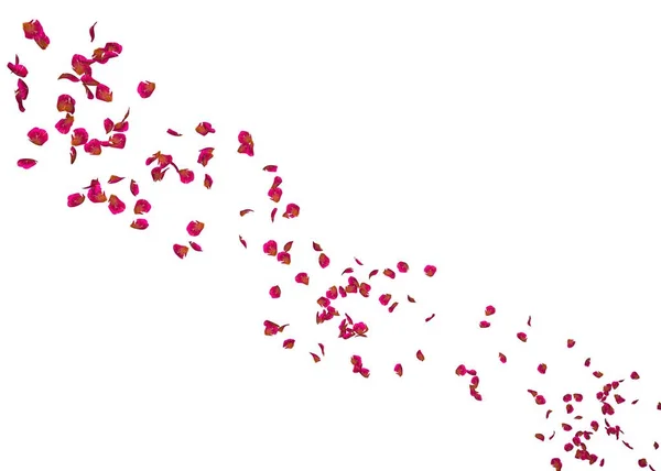 A szirmok piros rózsa repülni messze a távolba — Stock Fotó