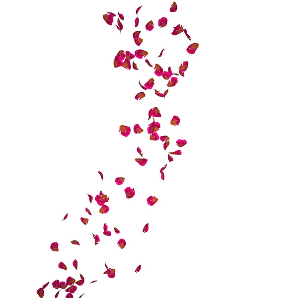 I petali di una rosa rossa volano lontano — Foto Stock