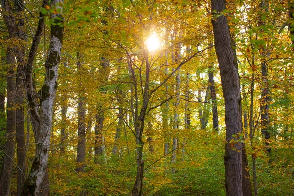 Yellow green autumn forest — Stock Photo, Image