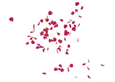 Kaburgalı bir gülün yaprakları havada uçuşuyor.