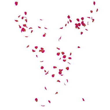 Kaburgalı bir gülün yaprakları havada uçuşuyor.