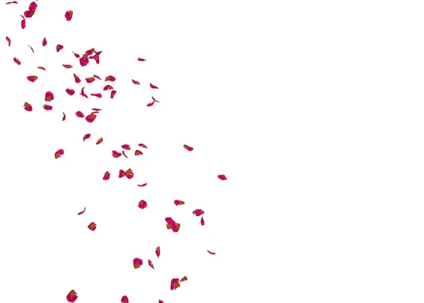 Los pétalos de una rosa acanalada vuelan en el aire —  Fotos de Stock