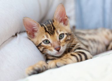 Bir Bengal kedisi kanepeye uzanıyor ve yastığa yaslanmış kameraya bakıyor.