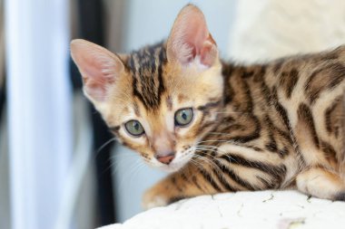 Bir Bengal kedisi kanepeye uzanıyor ve yastığa yaslanmış kameraya bakıyor.