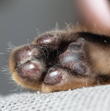 Makro fotoğrafçılıkta Bengal kedisi pençesi. Siyah pedler.