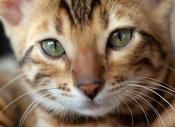 Face Bengal Cat Macro Scale — Stock Photo, Image