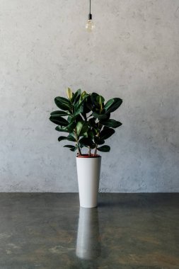 potted plant at empty room clipart