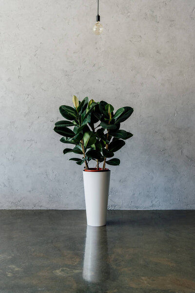 potted plant at empty room