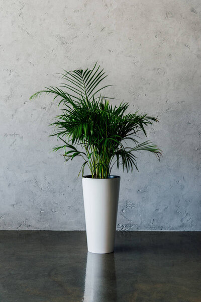 potted plant at empty room