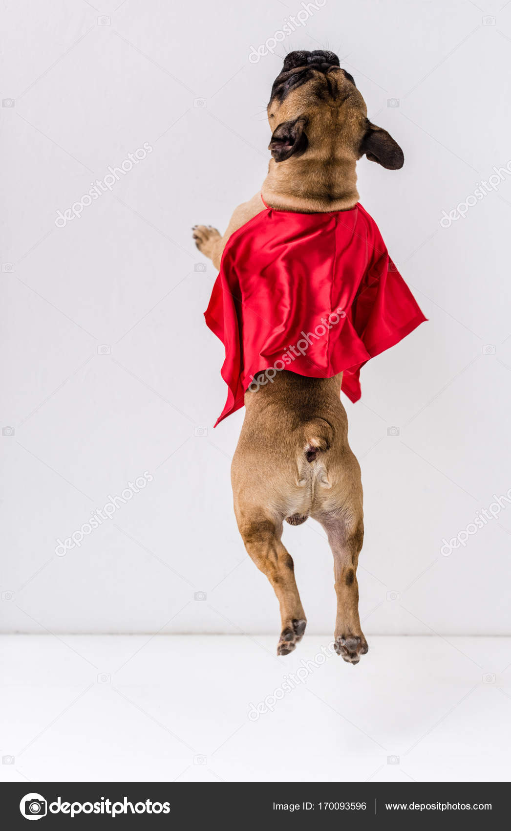 Hund in SuperheldenKostüm — Stockfoto © YBoychenko 170093596