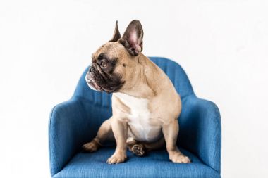 french bulldog sitting on chair 
