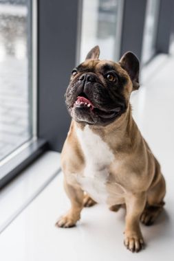 Evde Köpek
