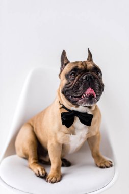 french bulldog with bow tie clipart