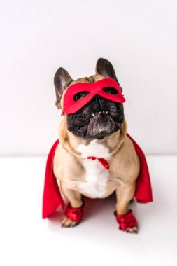Köpek süper kahraman kostümü içinde