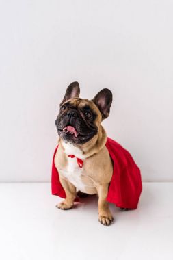 Köpek süper kahraman kostümü içinde