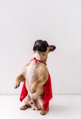 Köpek süper kahraman kostümü içinde