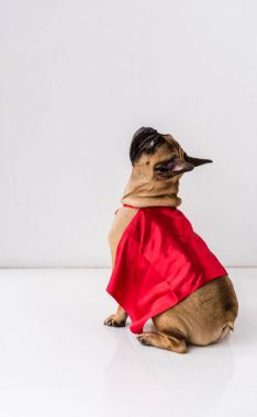 Köpek süper kahraman kostümü içinde