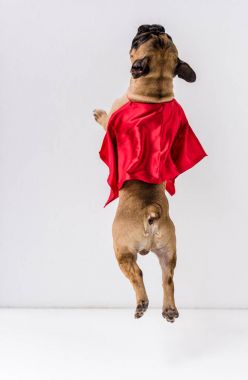 Köpek süper kahraman kostümü içinde