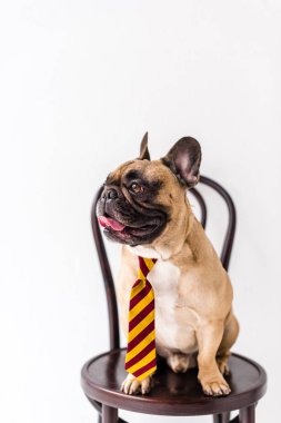 çizgili kravat Bulldog