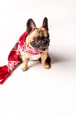 French Bulldog in scarf clipart