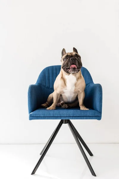 Buldog francuski, siedzi na krześle — Zdjęcie stockowe