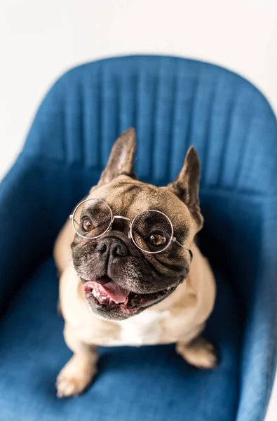 Bulldog in eyeglasses on chair — Stock Photo, Image