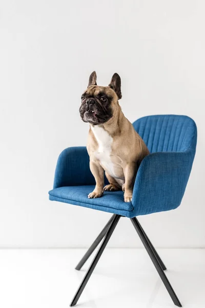 Bulldog Perancis duduk di kursi — Stok Foto