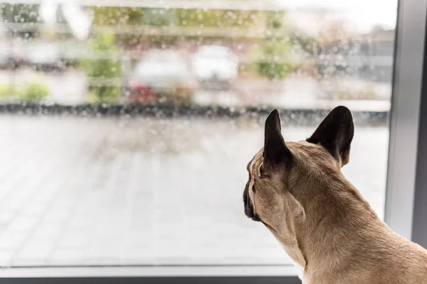 Собака смотрит в окно — стоковое фото
