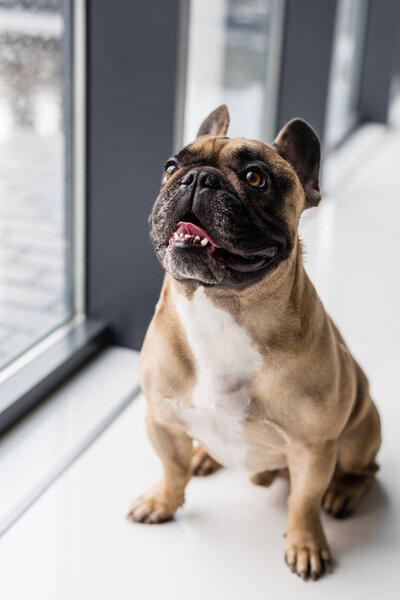 Дог у себя дома