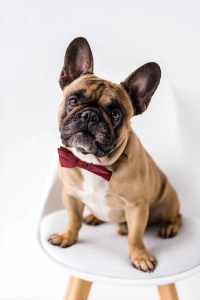 Bulldog francês com laço — Fotografia de Stock