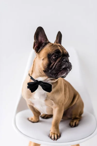 Franse bulldog met strikje — Stockfoto