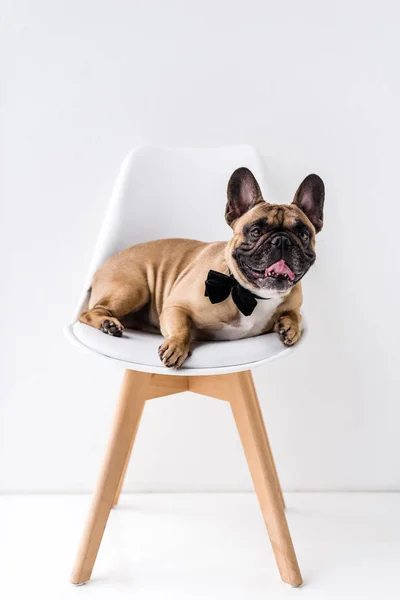 Franse bulldog met strikje — Stockfoto