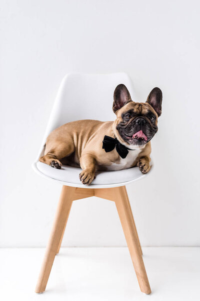 french bulldog with bow tie