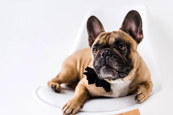 Fransk bulldog med fluga — Stockfoto