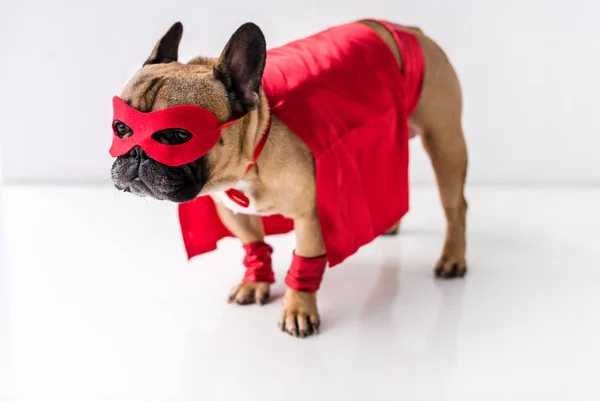 Собака в супергеройському костюмі — стокове фото
