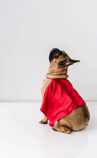 Hund i superhjälte kostym — Stockfoto