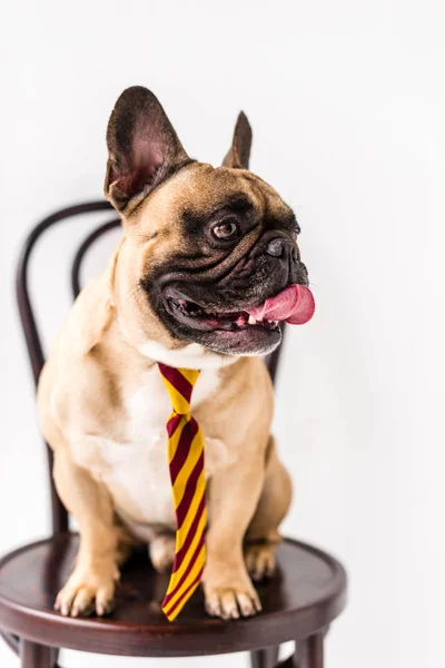 Bulldog em gravata listrada — Fotografia de Stock