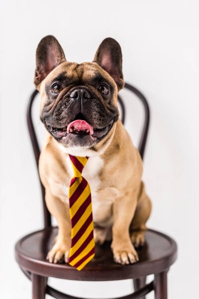 bulldog in striped necktie