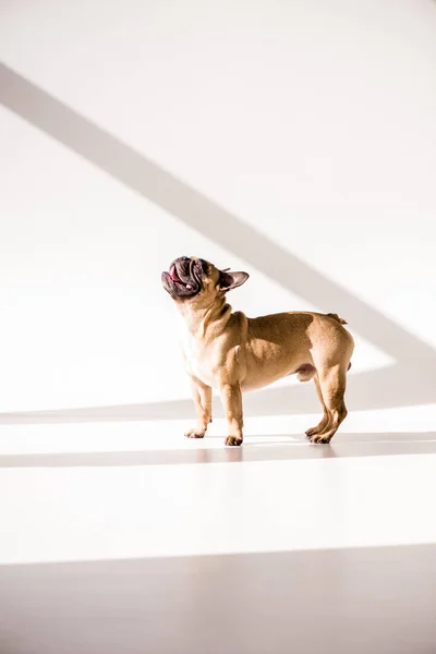 Bulldog francês de raça pura — Fotografia de Stock