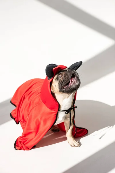 Cão no traje de super-herói — Fotografia de Stock