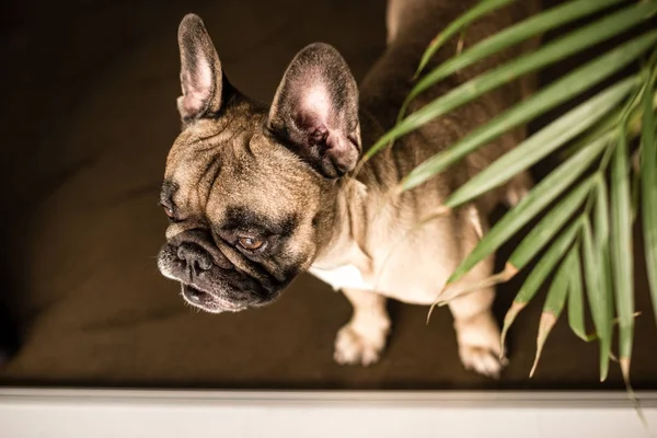 Renrasig fransk bulldog — Stockfoto