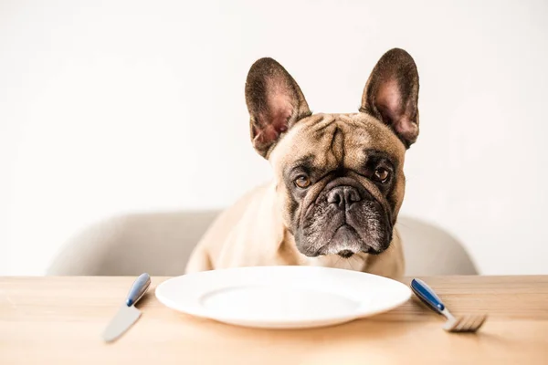 French bulldog with empty plate — Stock Photo, Image